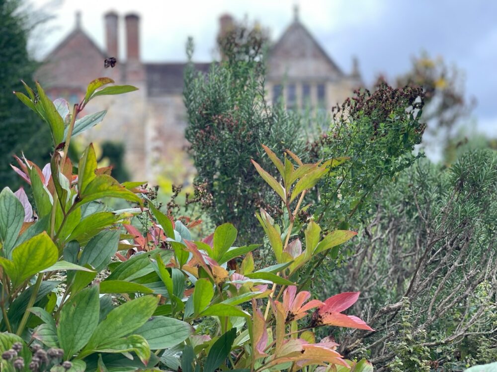 Plants at Hever Castle