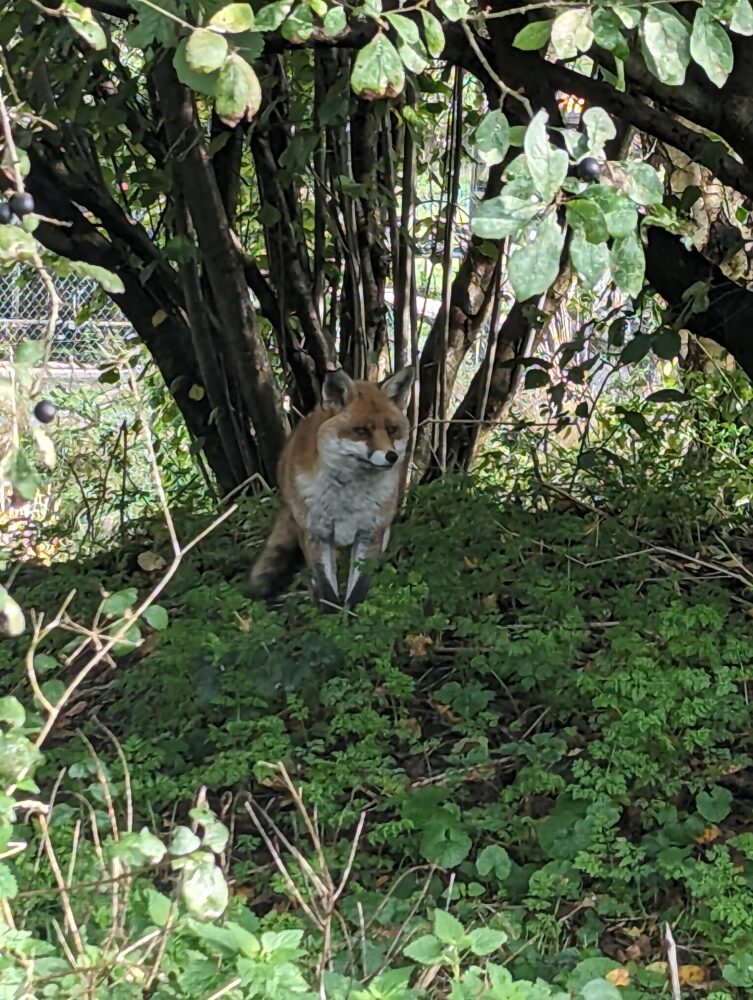 A fox at the British Wildlife Centre