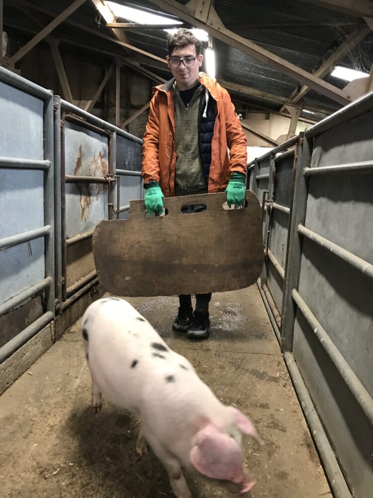 Tom Ryall works with pigs at Tandridge Hill Farm