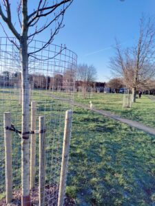 Trees planted on Westway Common, Caterham, by Caterham on the Hill Parish Council