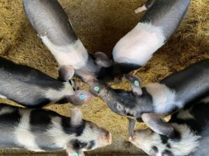Flower Farm's pigs working together to make their bed