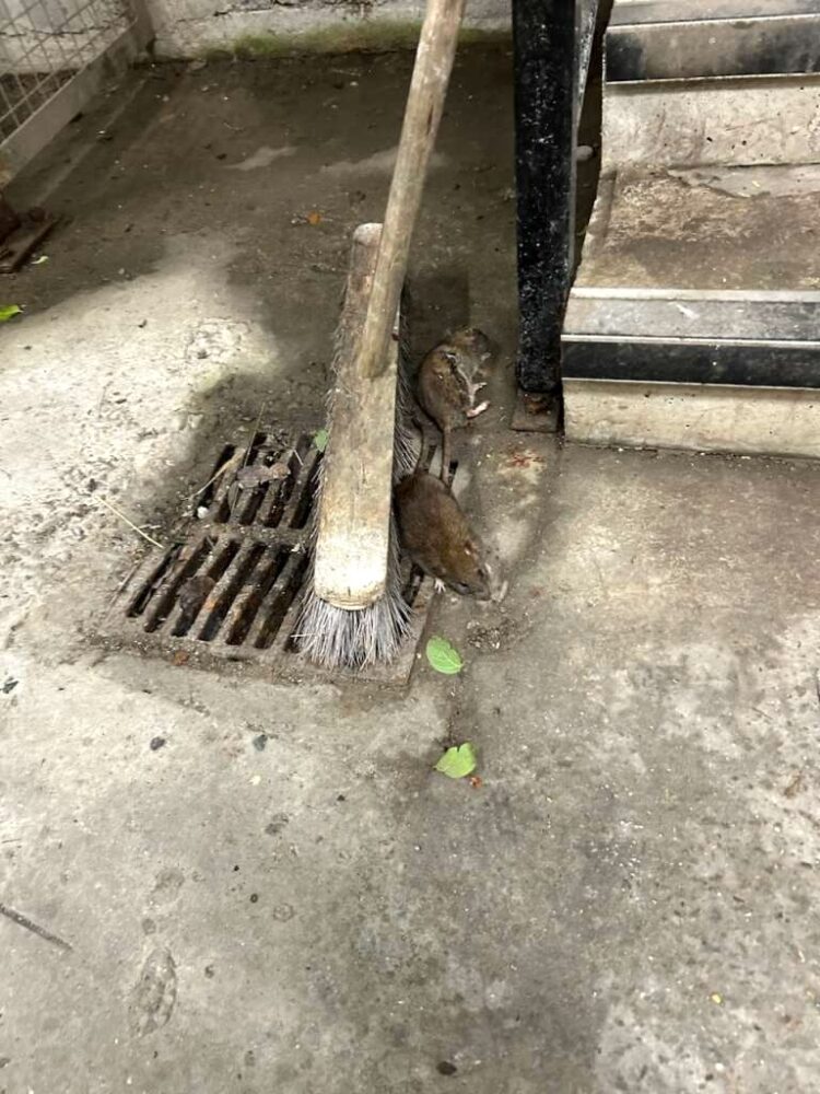 Dead rats being swept by a broom