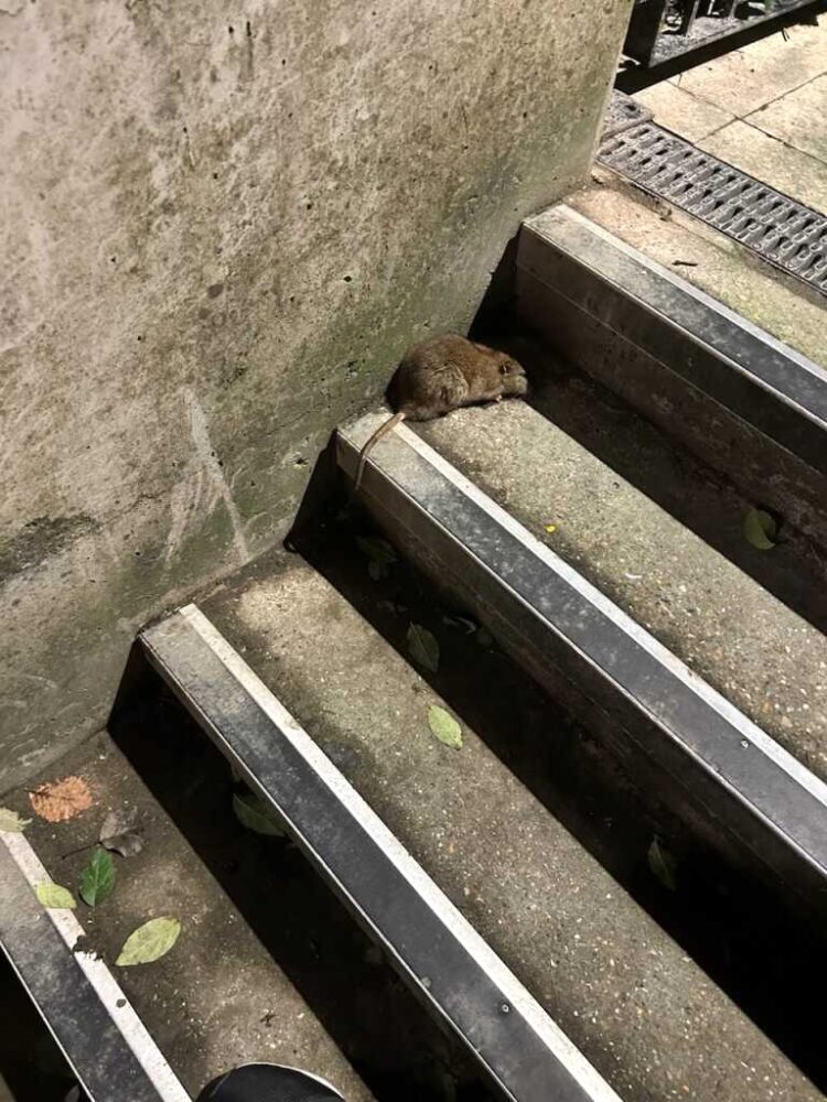 A rat on a step