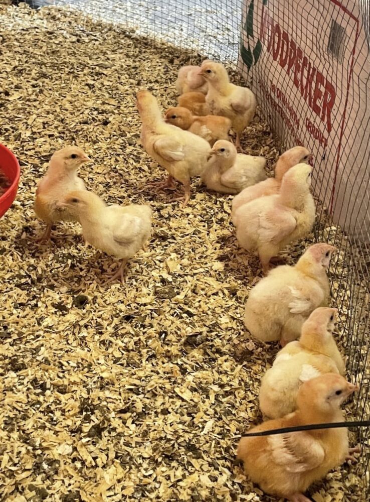 Golden yellow chicks